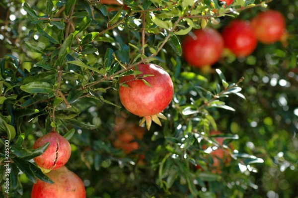 Obraz pomegranates