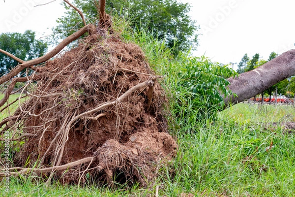 Fototapeta fallen tree  after storm ,  uprooted tree