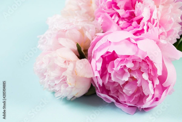 Obraz Pink flowers peonies on blue background