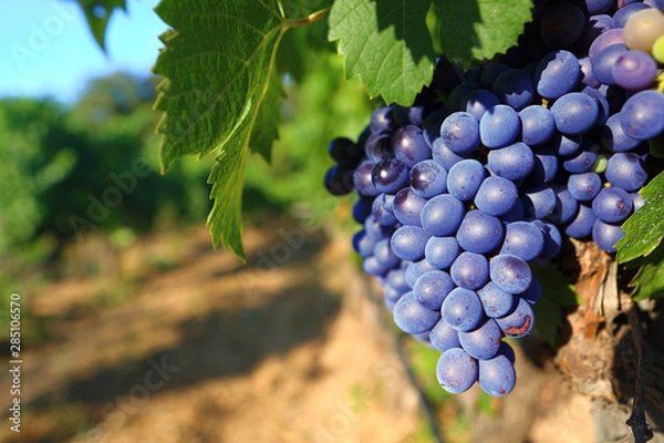 Fototapeta Grappe de raisin noir mûr bokeh vendanges vin