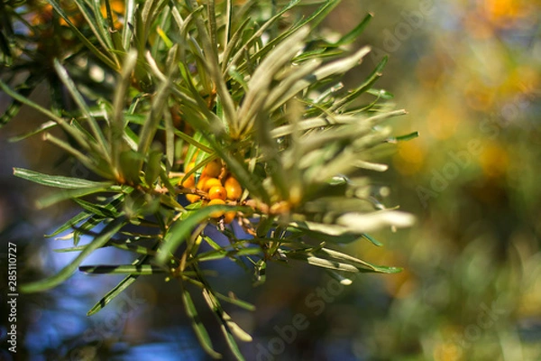 Obraz branch of sea-buckthorn with ripe yellow berries
