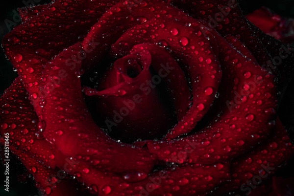 Obraz Red rose with water drops