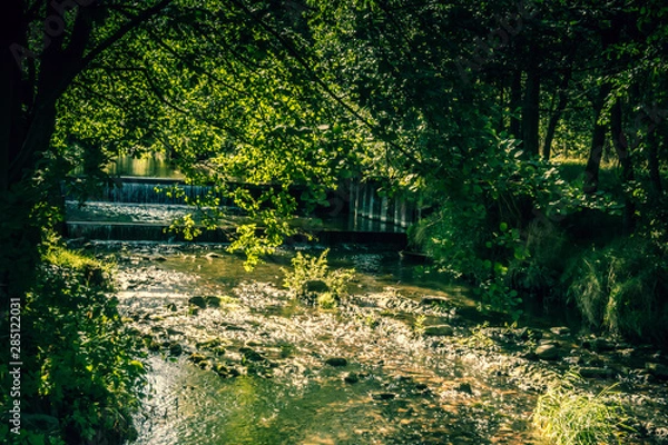 Obraz water in forest