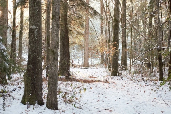 Fototapeta forest in winter