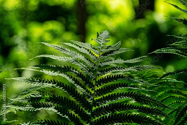 Obraz Forest fern