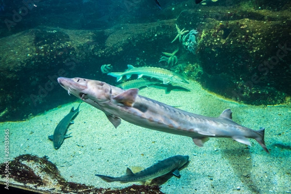 Fototapeta Underwater landscape with coral reef and fish.