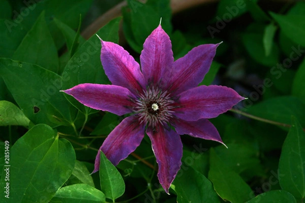 Obraz clematis flower in dramatic light