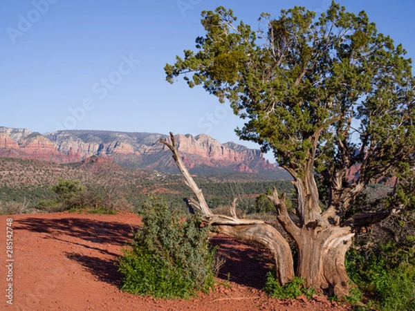 Obraz Spring landscape view of Red rock massif near Sedona. Beautiful tree with forked trunk and green top in foreground, low sun - long shadows