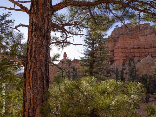 Obraz Spring afternoon in Red Canyon -colourful view of red rocks massive seen through  a natural frame made of of low sun illuminated pine trees