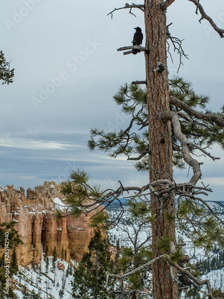 Obraz Black crow on a pine tree in Bryce canyon. The pine in foreground. Snow covered canyon, the pinnacles and rock formations below, some clouds in the sky