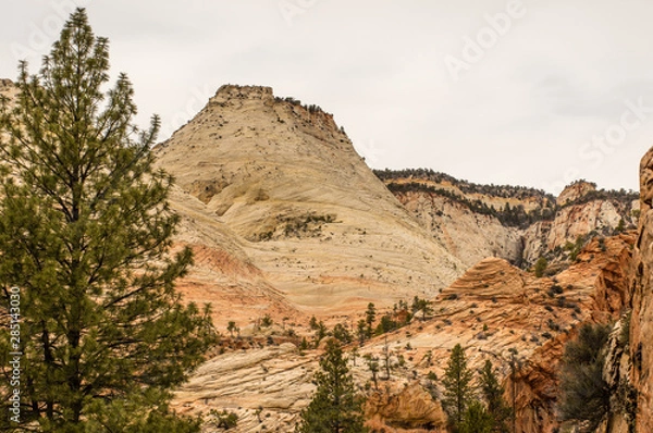 Obraz Checkerboard Mesa in Zion Nat. Park - Landscape view of a yellow/ ochre sandstone formation framed by green pine trees