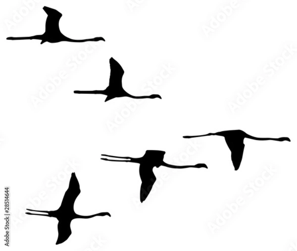 Obraz migratory birds