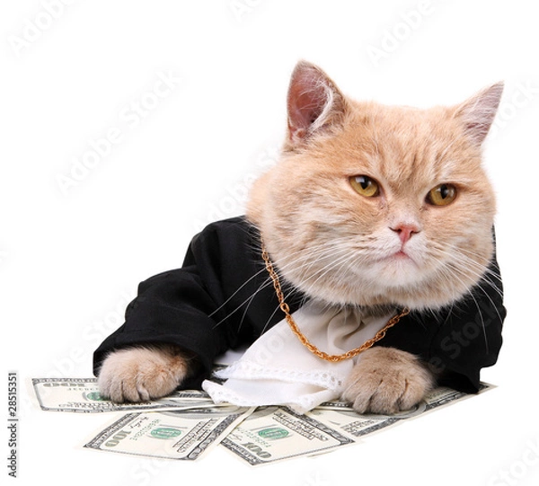 Obraz Red cat sitting on the dollar on the white background, Christmas