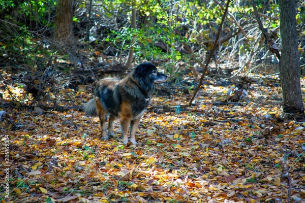 Obraz Australian Shepard Mix