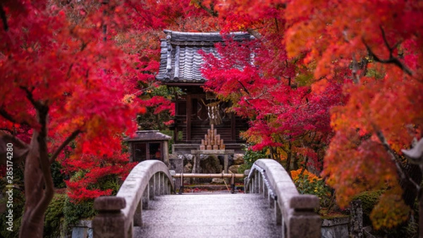 Fototapeta 京都府 永観堂 紅葉