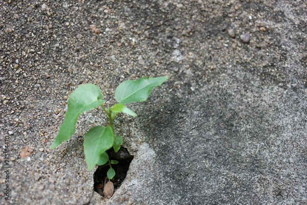 Fototapeta The tree grows from cement, A flower grows on a stone wall