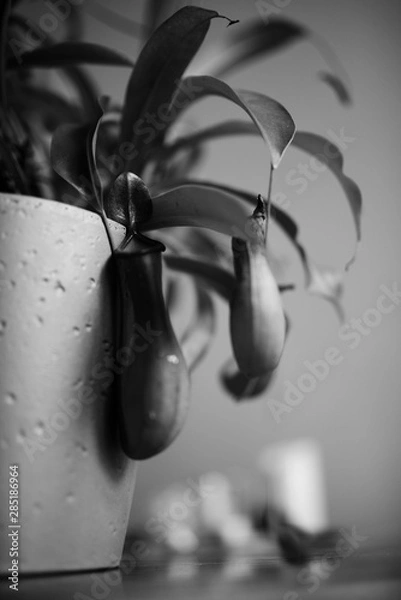 Fototapeta Nepenthes