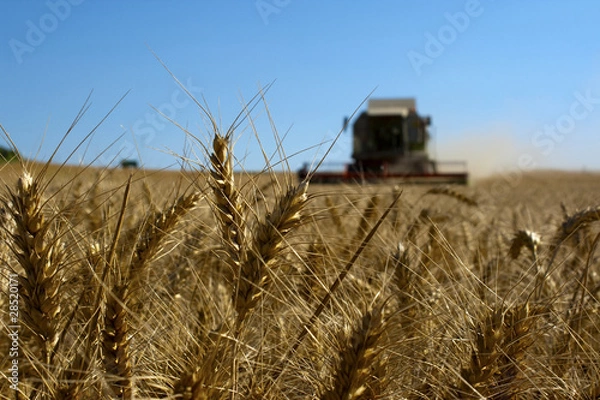 Fototapeta Weizenernte_6