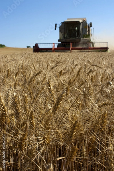 Fototapeta Weizenernte_7