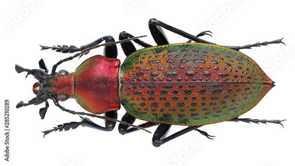 Obraz Calosoma 