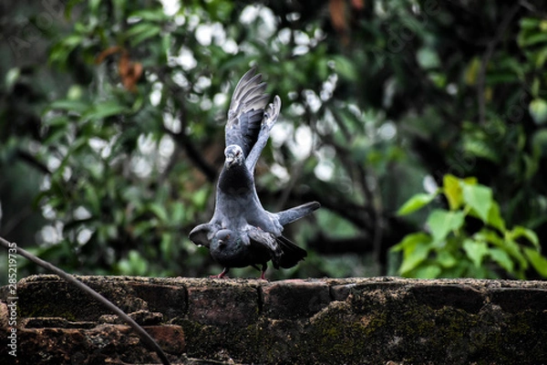 Obraz Pigeon with love