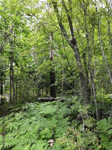Fototapeta path in the forest