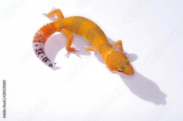Obraz 게코. 도마뱀.애완용. 애완용도마뱀.