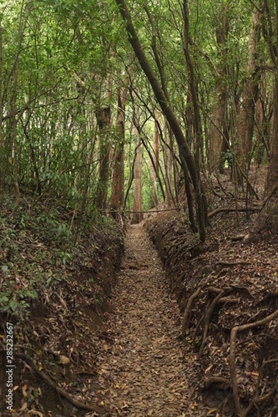 Obraz path in the forest
