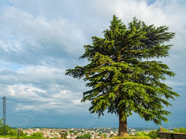 Obraz Giant coniferous tree standing at the top of Ukimerioni Hill near famous Bagrati Cathedral in Georgia. Buildings of Kutaisi are seen below.