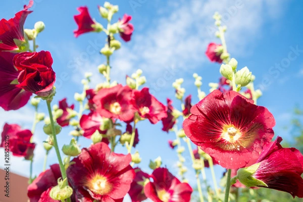 Obraz Kwiaty malwy pospolitej (Alcea Rosea) z ciemnoczerwonymi płatkami