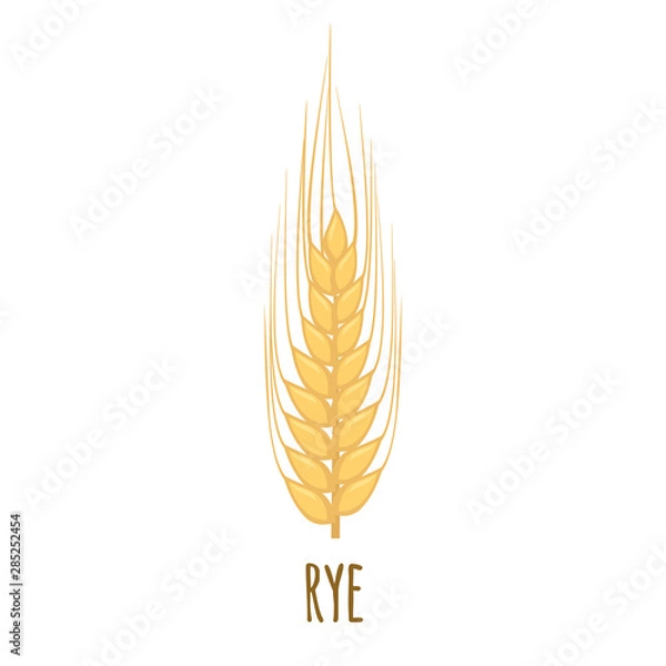 Fototapeta Rye or Wheat ear with grains isolated on white.