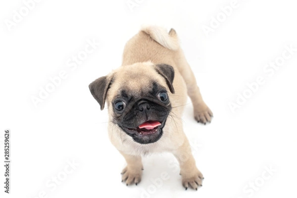 Obraz Funny pug Puppy on a white background.