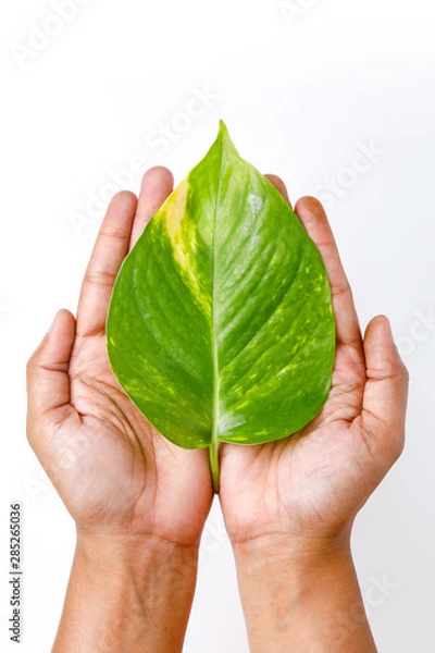 Fototapeta Save Tree concept, green leafs on Hand