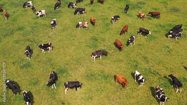 Obraz Aerial view of cows herd grazing on pasture field, top view drone pov , in grass field these cows are usually used for dairy production.