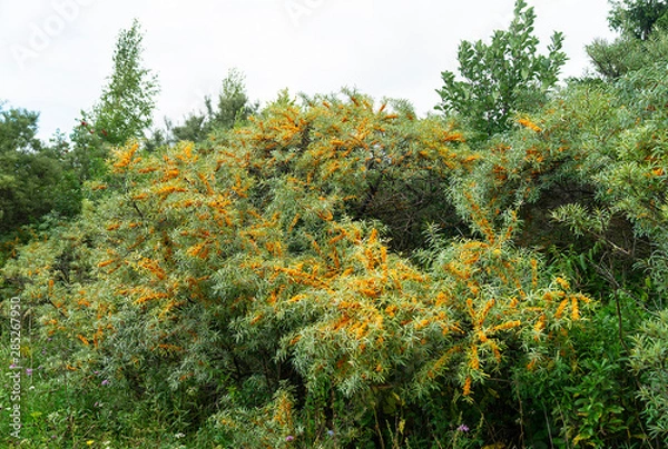 Fototapeta Hippophae on branch with green sheet in garden