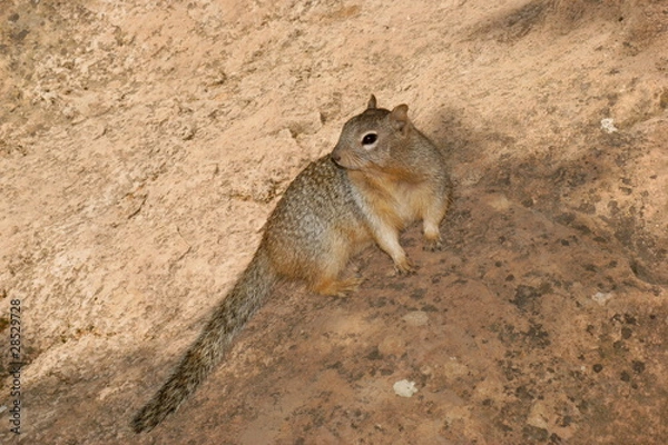 Fototapeta Rock squirrel