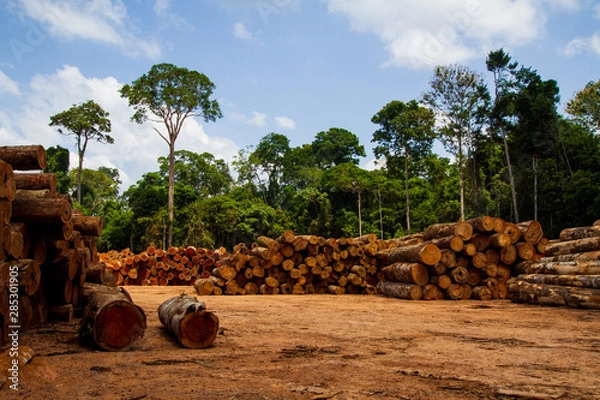 Obraz Logs in a sawmill yard - Amazônia, Pará / Brazil