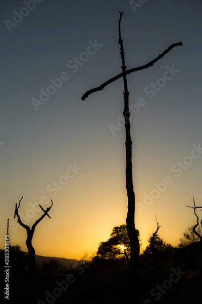 Fototapeta Forest crosses