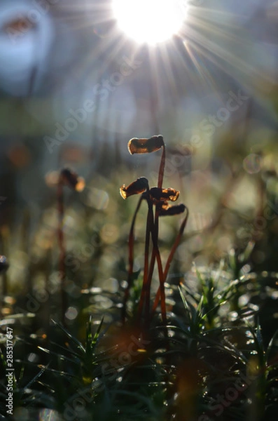 Fototapeta Some moss in the forest in summer