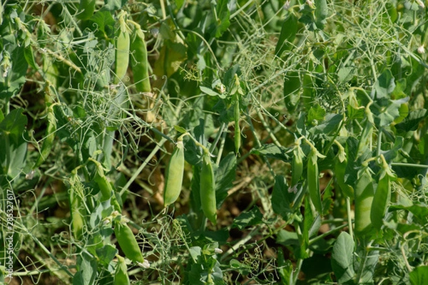 Fototapeta Green peas in the field. Growing peas in the field. Stems and po