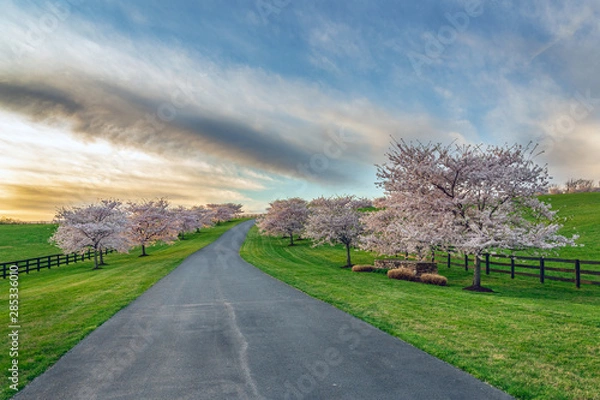 Fototapeta Cherry Tree Lined Drive