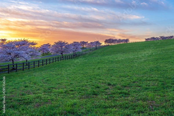 Fototapeta Cherry Tree Lined Drive