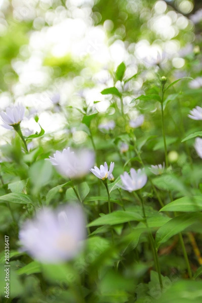 Obraz Flowers in the Forest