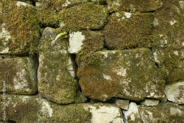 Obraz moss on wall