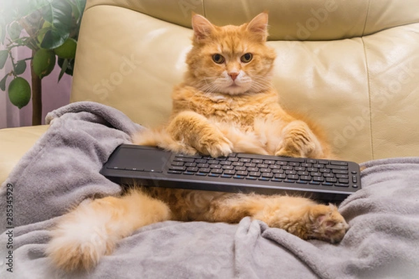 Fototapeta Cat surfing on internet