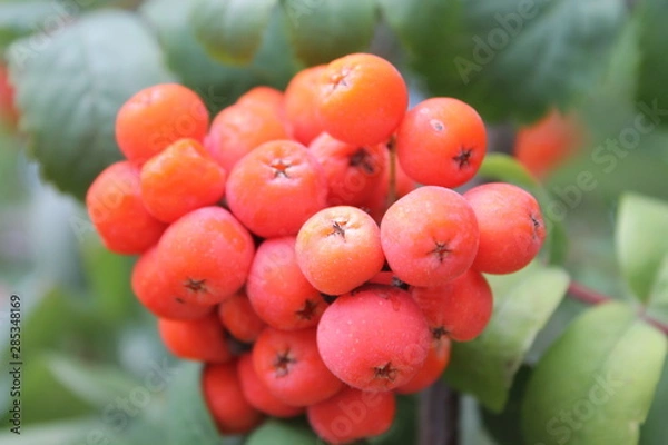 Obraz Mountain ash wild berry