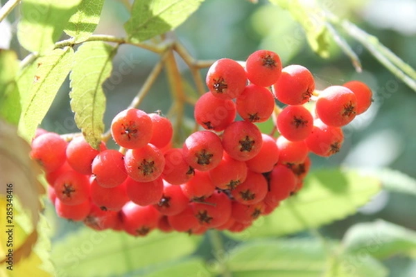 Obraz Mountain ash wild berry
