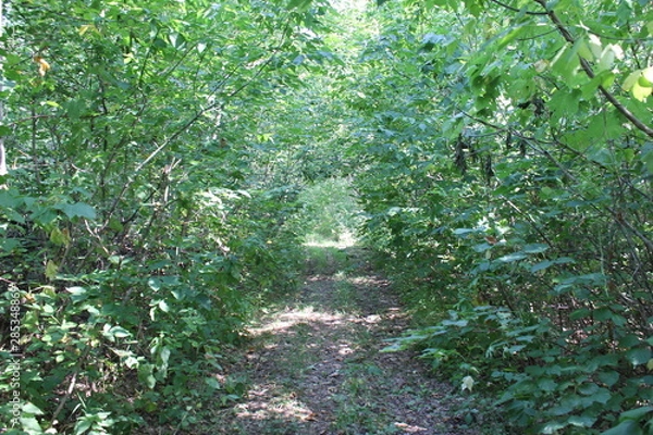 Obraz Forest trail