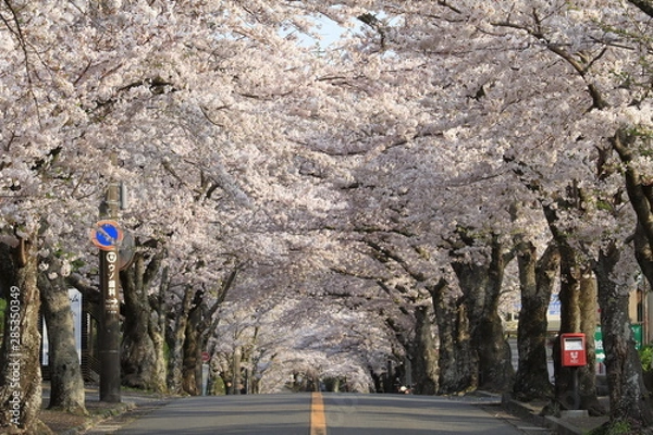 Fototapeta 伊豆高原桜並木