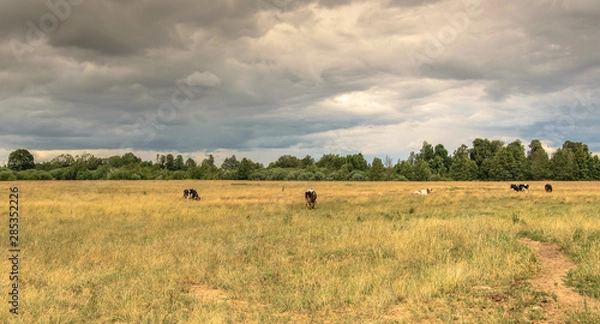 Fototapeta Cows graze in a meadow near the forest